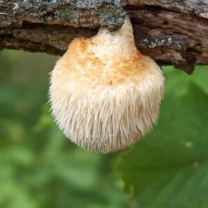 Extrato Hidroalcoólico